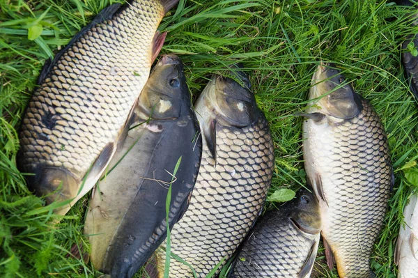 Catching freshwater fish and fishing rod with fishing reel on green grass. Carp, Crucian fish or Carassius on green grass.