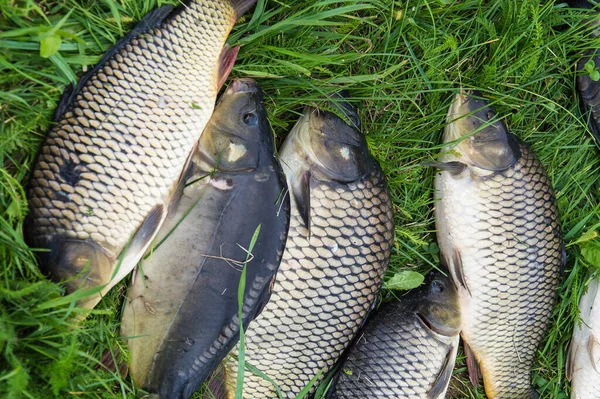 Captura Peces Agua Dulce Caña Pescar Con Carrete Pesca Hierba — Foto de Stock