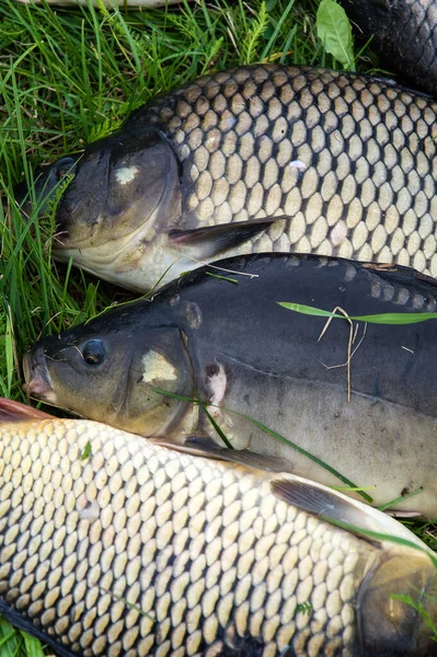 Captura Peces Agua Dulce Caña Pescar Con Carrete Pesca Hierba —  Fotos de Stock