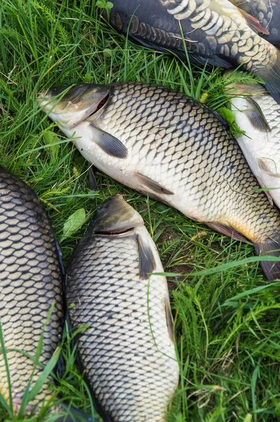 Catching freshwater fish and fishing rod with fishing reel on green grass. Carp, Crucian fish or Carassius on green grass.