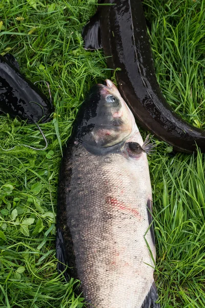 Captura Peces Agua Dulce Caña Pescar Con Carrete Pesca Hierba — Foto de Stock