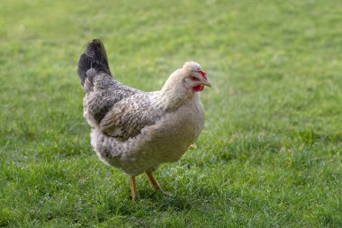 Tavuk çiftliğin arka bahçesindeki yeşil sulu çimlerde özgürce yürüyor.
