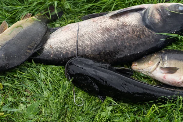 Prise Poissons Eau Douce Canne Pêche Avec Bobine Pêche Sur — Photo