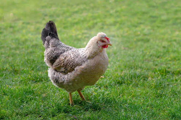 Курица Свободно Ходит Зеленой Сочной Траве Заднем Дворе Фермы — стоковое фото