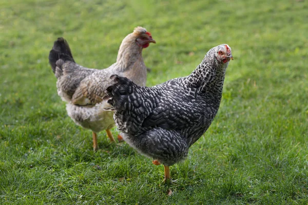 Csirke Szabadon Jár Zöld Lédús Fűben Farm Hátsó Udvarán Stock Kép