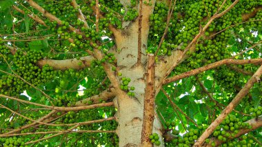 Büyük Tropikal İncir Ağacının Düşük Açı Çekimi Bagajda Yeşil Meyve Kümeleri