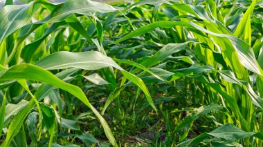 Endonezya 'daki yemyeşil mısır tarlası Parlak Gün Işığı Altında