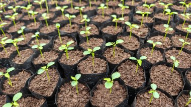 Genç Yeşil Bitki Tohumları Bir kreşte Siyah Polybag içinde büyüyor