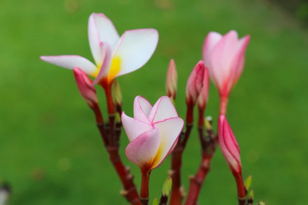 Belle fleur blanche et rose — Photo