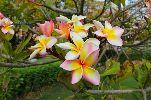 Bela flor branca e rosa — Fotografia de Stock