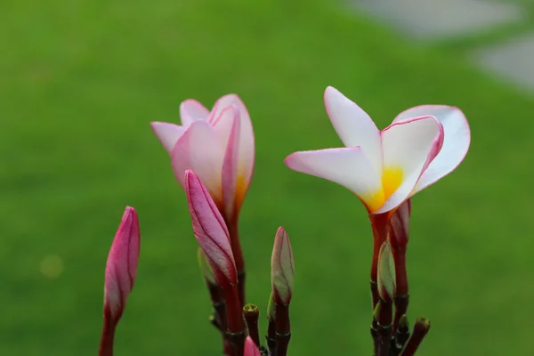 Bellissimo fiore bianco e rosa — Foto Stock