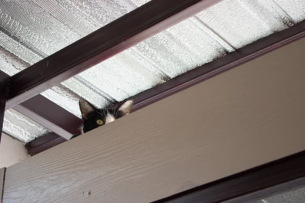 Preto e branco gato escondendo e espreitando — Fotografia de Stock