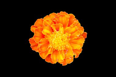 Siyah arka plan üzerine izole kadife çiçeği