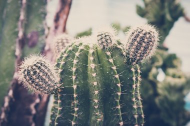 Kaktüs arka plan. Retro, vintage tarzı