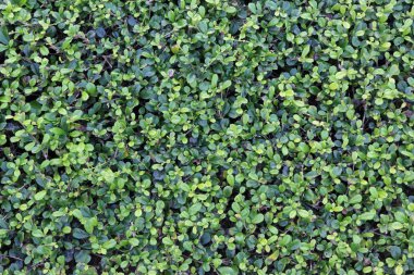 yeşil yaprak arkaplan dokusu