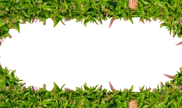 Grünes Gras Rahmen isoliert auf weißem Hintergrund - mit Platz für Sie Wörter, Fotos usw. hinzufügen — Stockfoto