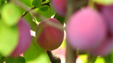 Erik panorama tabandan gelen