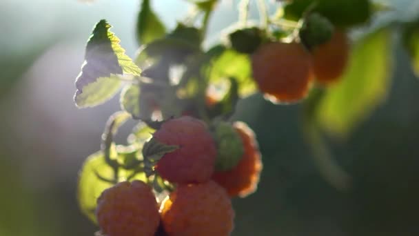 Jaune framboise statique HD — Video