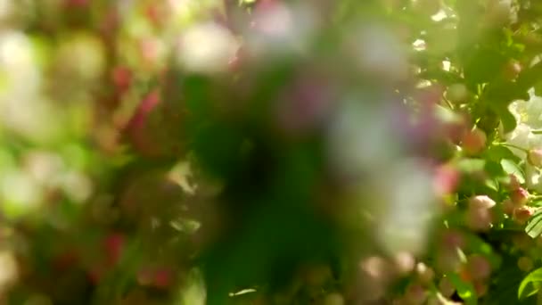 Bloei appelbomen in de tuin focus — Stockvideo