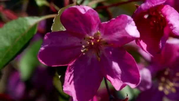 Apple tree blooming — Stock Video