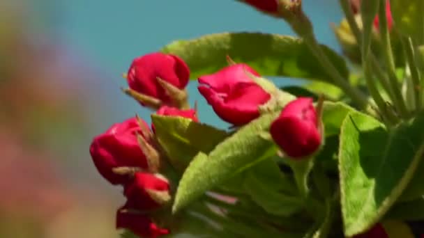 Flores de maçã no vento — Vídeo de Stock