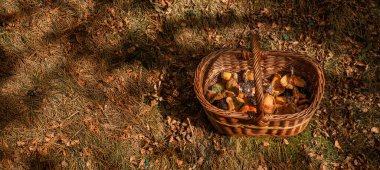 A panoramic aerial view of a wicker basket filled with freshly picked wild mushrooms and chanterelles on the autumn forest floor, contrasting between sunlight and the shadows of the trees.