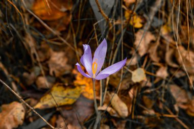 Canlı, mor bir sonbahar çiçeği kurak çimenlerin arasında çiçek açıyor ve sonbahar orman zemininin yaprakları dökülüyor..