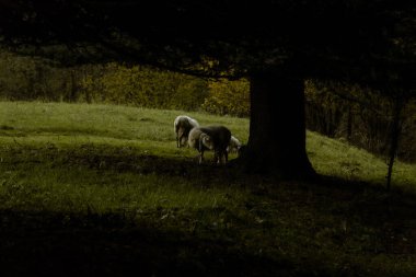Alacakaranlıkta melankolik kırsal bir alanda büyük bir ağacın gölgesinde yeşil bir çayırda otlayan koyunlar..