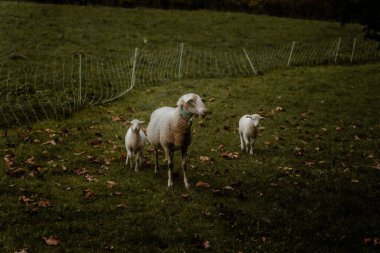 Bir koyun ve iki kuzu sonbahar yaprakları ve alacakaranlıkta bir çitle otlakta yürüyor..