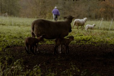 Gün batımında kuzuları gölgeli bir otlakta kuzularıyla birlikte bir anne koyun, çobanın uzaklaşmasını izliyor..