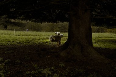 Koyun ve kuzular, arka planda bir çobanın yürüdüğü melankolik bir sonbahar otlağında, dev bir ağacın altında korunuyor..