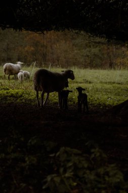 Koyun ve kuzuların melankolik silueti alacakaranlıkta kırsal bir çiftlikteki büyük bir ağacın gölgesinde duruyor arka planda diğer koyun ve kuzularla birlikte..
