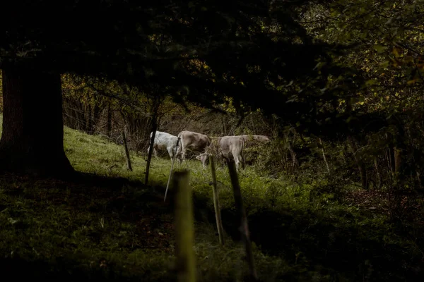 İnekler yemyeşil bir çayırda otluyor melankolik bir kırsal alanda ağaçların karanlık dallarının arasından görülebiliyorlar..