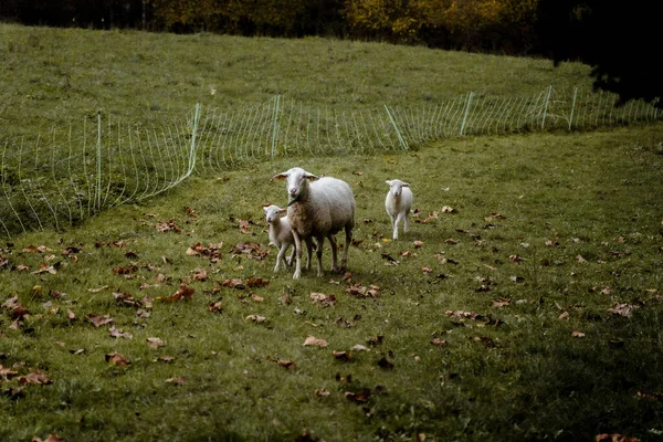 İki kuzusu olan bir koyun alacakaranlıkta düşen sonbahar yapraklarıyla yeşil bir çayırda geziniyor..