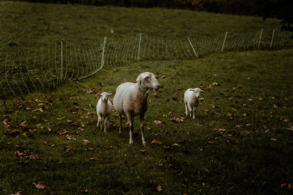 Bir koyun ve iki kuzu sonbahar yaprakları ve alacakaranlıkta bir çitle otlakta yürüyor..
