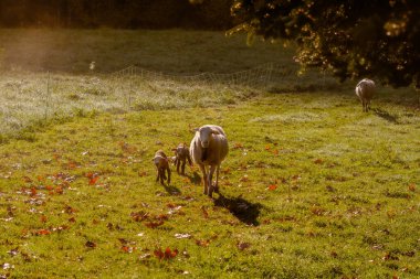 Anne koyun ve yeni doğmuş ikiz kuzular güneşli bir arazide, yeşil otlakların altında otlaklar, tarım, hayvancılık, sonbahar, arka plan, kırsal, evcil hayvanlar, dişi koyunlar, dişi koyunlar, dişi koyunlar, dişi koyunlar, dişi koyunlar, dişi koyunlar, dişi koyunlar, dişi koyunlar ve dişi koyunlar.