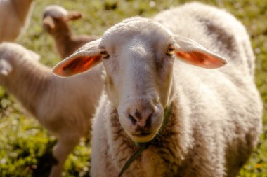 Açık bir çiftlikteki güneşli çayırlarda kameraya bakan beyaz bir koyunun yakın plan portresi..