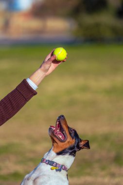 Heyecanlı bir köpek güneşli bir parkta bir kadının tuttuğu tenis topunu izler..