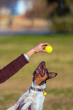 Parkta sahibinin elinden tenis topunu yakalamak için sıçrayan neşeli bir köpeğin yakın çekimi..