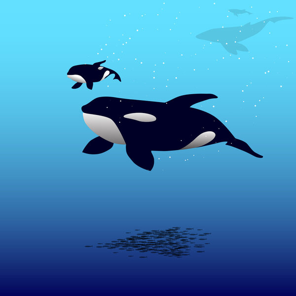 Vector illustration of a killer whale