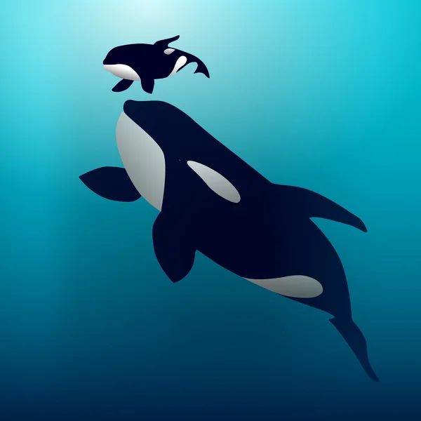 Ilustración vectorial de una ballena Orca — Vector de stock