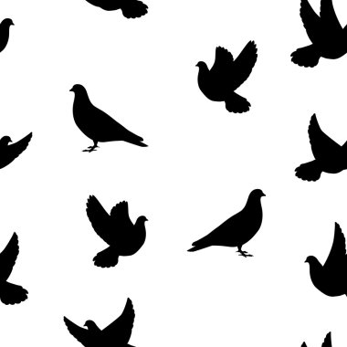 Kuş güvercin izole silüeti