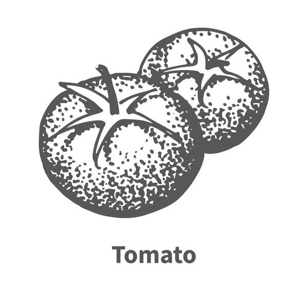 Vektorillustration handgezeichnete Tomate — Stockvektor