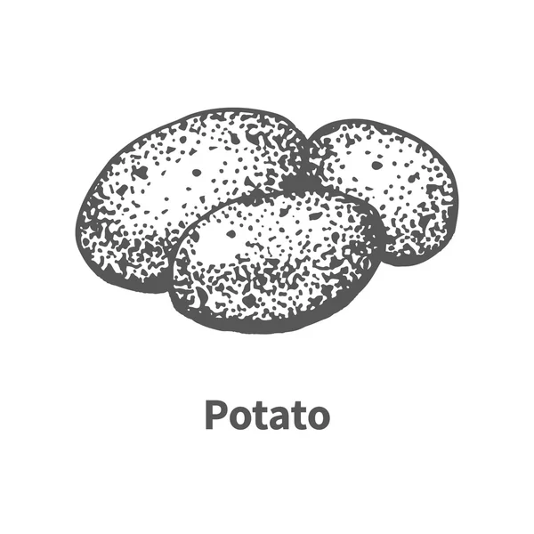 Vector εικονογράφηση χέρι πατάτας — Διανυσματικό Αρχείο