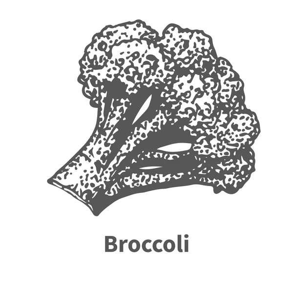 Ilustrație vectorială broccoli desenată manual — Vector de stoc
