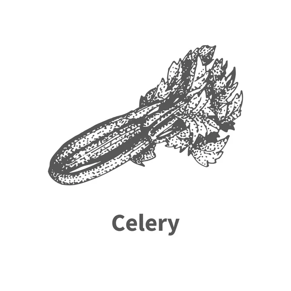 Vector illustration hand-drawn celery — Stock Vector