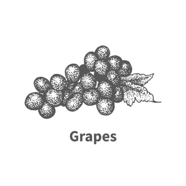 Vektör resim çizilmiş üzüm
