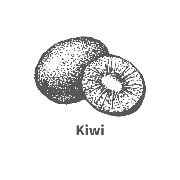 Illustration vectorielle kiwi dessiné à la main — Image vectorielle