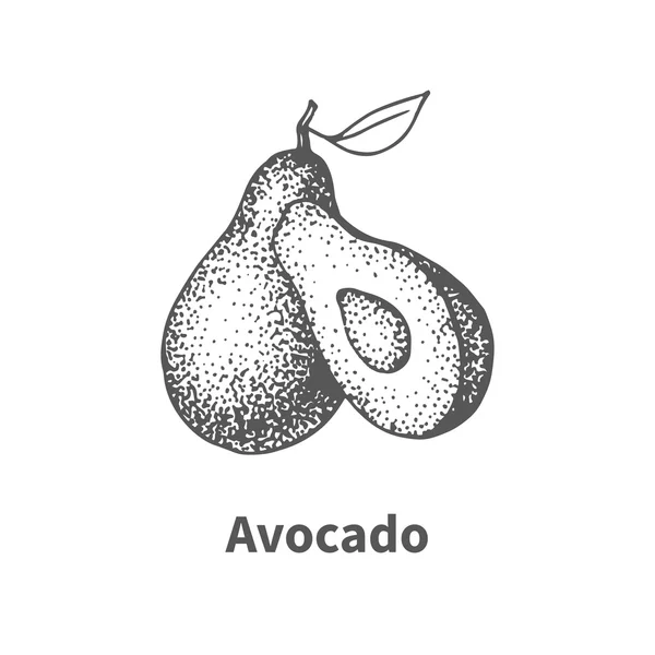 Vektorillustration handgezeichnete Avocado — Stockvektor