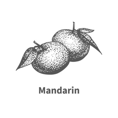 Vektör resim çizilmiş mandarin
